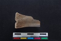 梅花鹿骨藏品圖，第2張