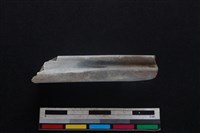 梅花鹿骨藏品圖，第2張