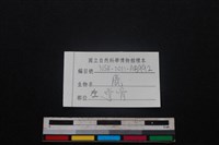 梅花鹿骨藏品圖，第3張