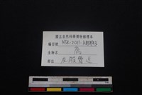 梅花鹿骨藏品圖，第3張