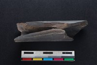 梅花鹿骨藏品圖，第2張