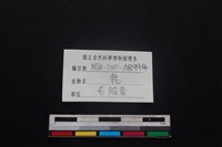 梅花鹿骨藏品圖，第3張