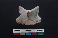 梅花鹿骨藏品圖，第1張