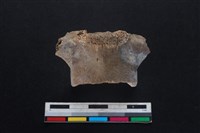 梅花鹿骨藏品圖，第2張