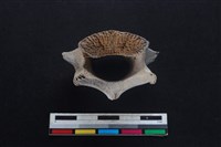 梅花鹿骨藏品圖，第3張