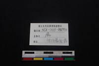 梅花鹿骨藏品圖，第4張