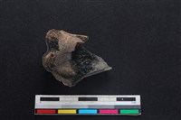 梅花鹿骨藏品圖，第2張