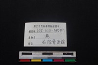 梅花鹿骨藏品圖，第3張