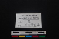 梅花鹿骨藏品圖，第3張