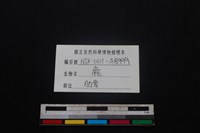 梅花鹿骨藏品圖，第3張