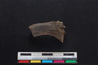 梅花鹿骨藏品圖，第1張