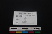 梅花鹿骨藏品圖，第3張