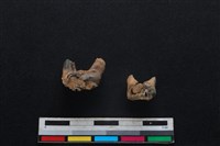 梅花鹿骨藏品圖，第2張