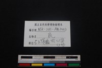 梅花鹿骨藏品圖，第3張