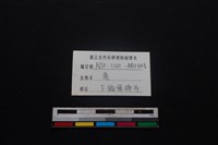 梅花鹿骨藏品圖，第3張