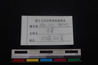 豬骨藏品圖，第3張