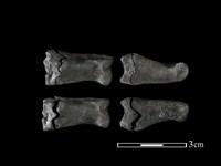 豬骨藏品圖，第1張