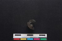 豬骨藏品圖，第3張