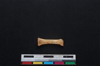 豬骨藏品圖，第1張