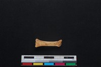 豬骨藏品圖，第2張