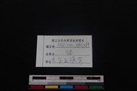 豬骨藏品圖，第3張