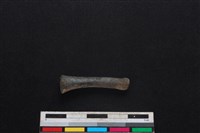 豬骨藏品圖，第1張