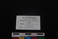 豬骨藏品圖，第3張