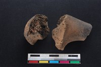 豬骨藏品圖，第1張