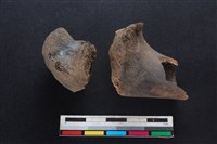 豬骨藏品圖，第2張