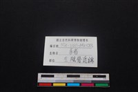 豬骨藏品圖，第3張