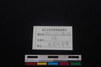 豬骨藏品圖，第3張