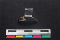 豬骨藏品圖，第1張