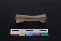 豬骨藏品圖，第1張