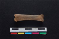 豬骨藏品圖，第2張