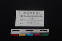 豬骨藏品圖，第3張