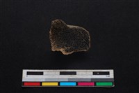 豬骨藏品圖，第2張