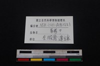 豬骨藏品圖，第3張