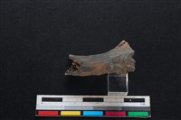 豬骨藏品圖，第1張