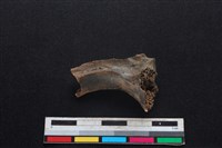 豬骨藏品圖，第2張