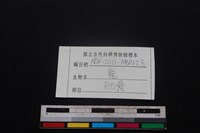 豬骨藏品圖，第3張