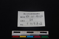豬骨藏品圖，第3張