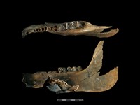 豬骨藏品圖，第2張