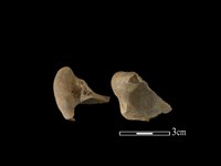 豬骨藏品圖，第1張