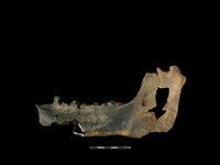 豬骨藏品圖，第1張