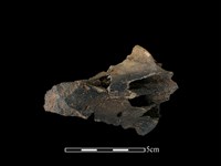 豬骨藏品圖，第2張