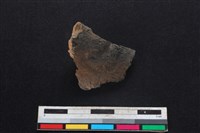 豬骨藏品圖，第1張