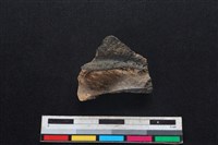 豬骨藏品圖，第2張