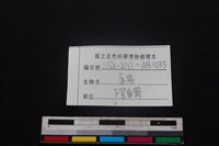 豬骨藏品圖，第3張