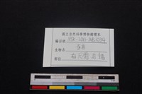豬骨藏品圖，第3張