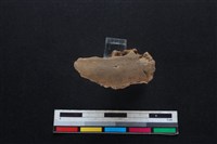 豬骨藏品圖，第1張